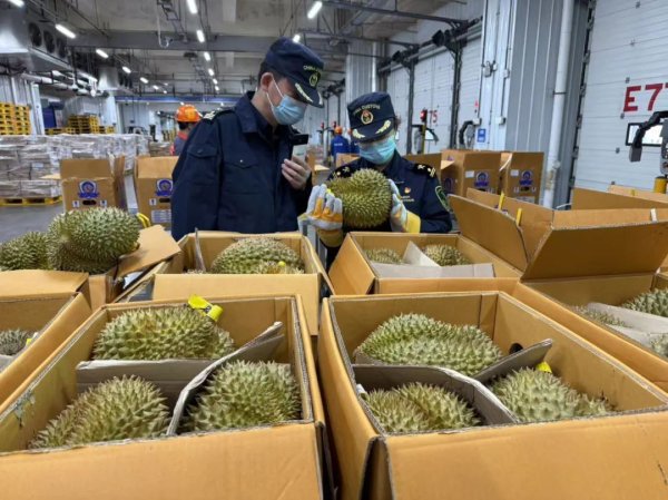 简配资 1600吨榴莲到了！预计本月中下旬降价